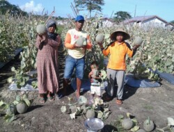Tangan Dingin Warga Transmigrasi Sulap Pulau Kapur Jadi Agrowisata