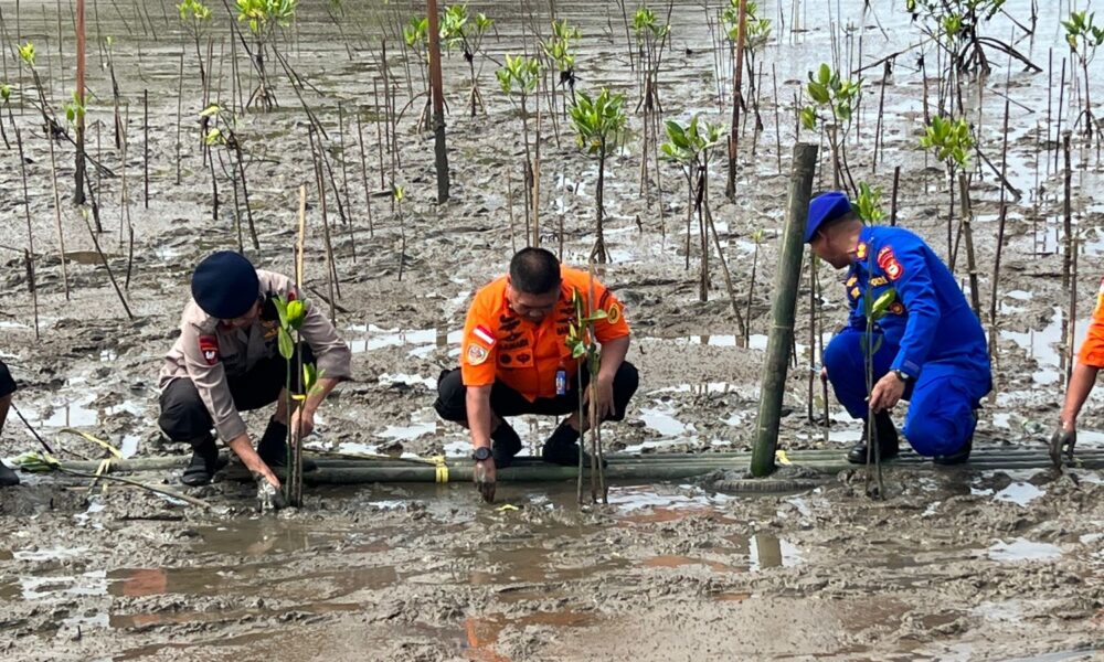 Basarnas Sulsel Tanam 501 Bibit Mangrove di HUT ke-51