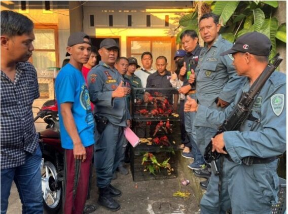 Gakkum KLHK Wilayah Sulawesi Sita 51 Ekor Satwa Liar Dilindungi 