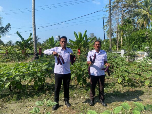 Panen Terong Ungu di Rutan Masamba, Warga Binaan Didorong Mandiri Lewat Lahan Asimilasi