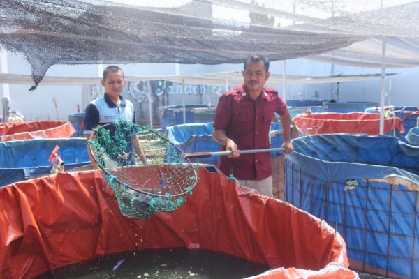 Panen Lele Jadi Harapan Baru Warga Binaan Lapas Narkotika Sungguminasa